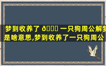 梦到收养了 🐟 一只狗周公解梦是啥意思,梦到收养了一只狗周公解梦是啥意思啊